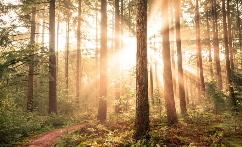 MSME/Manufacturing: The Healthy Springs From The Tree Of Life