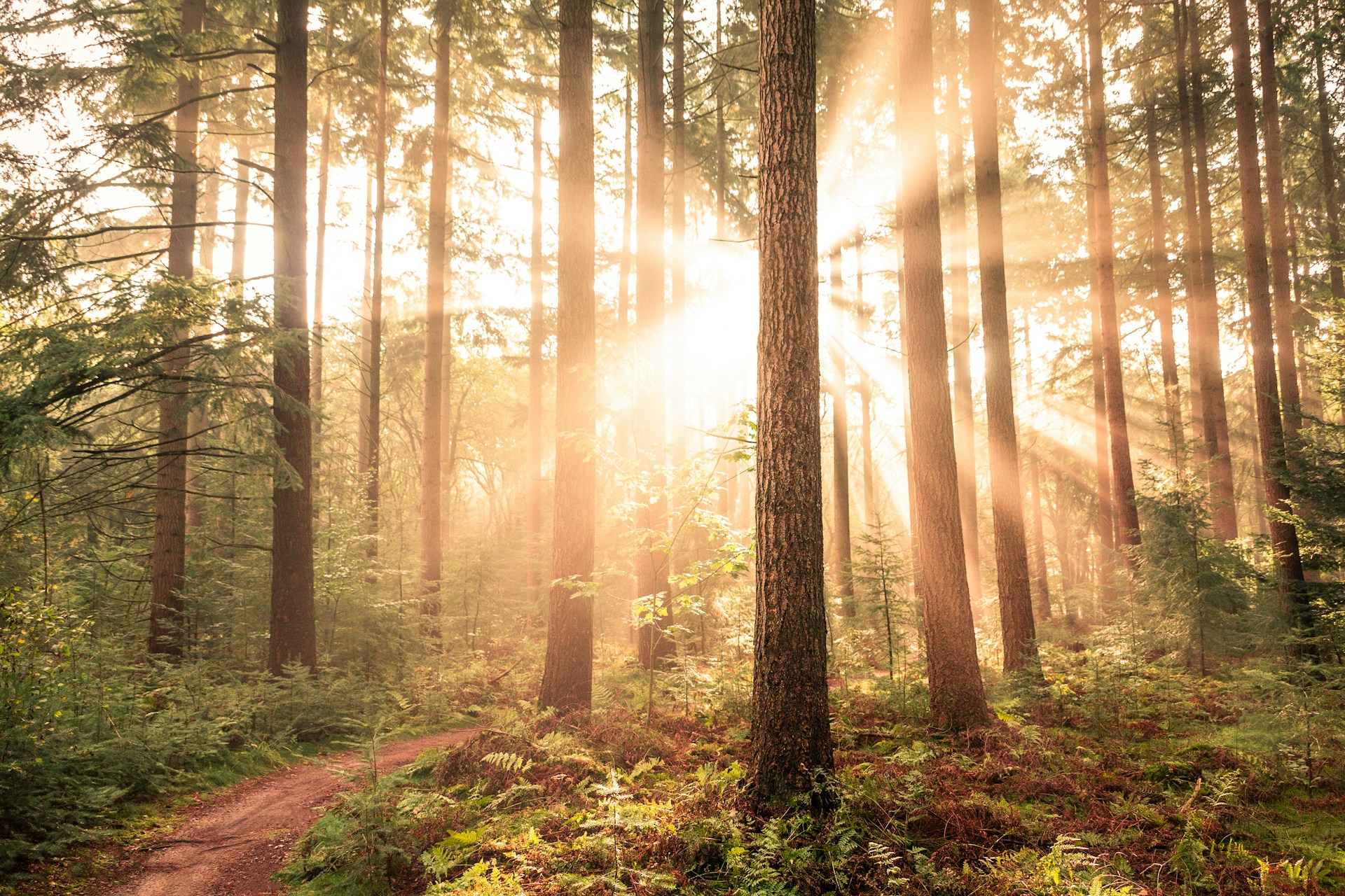 MSME/Manufacturing: The Healthy Springs From The Tree Of Life